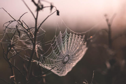 telaraña kente