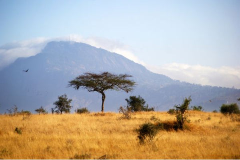 sabana africana